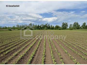Landwirtschaftsgrund in Sollenau